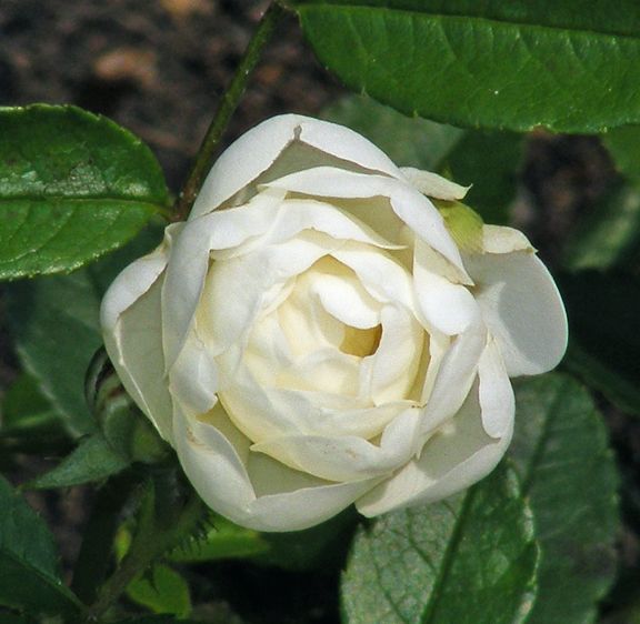 Blanche Neige photo bn2013_07050104_zps6519fed2.jpg